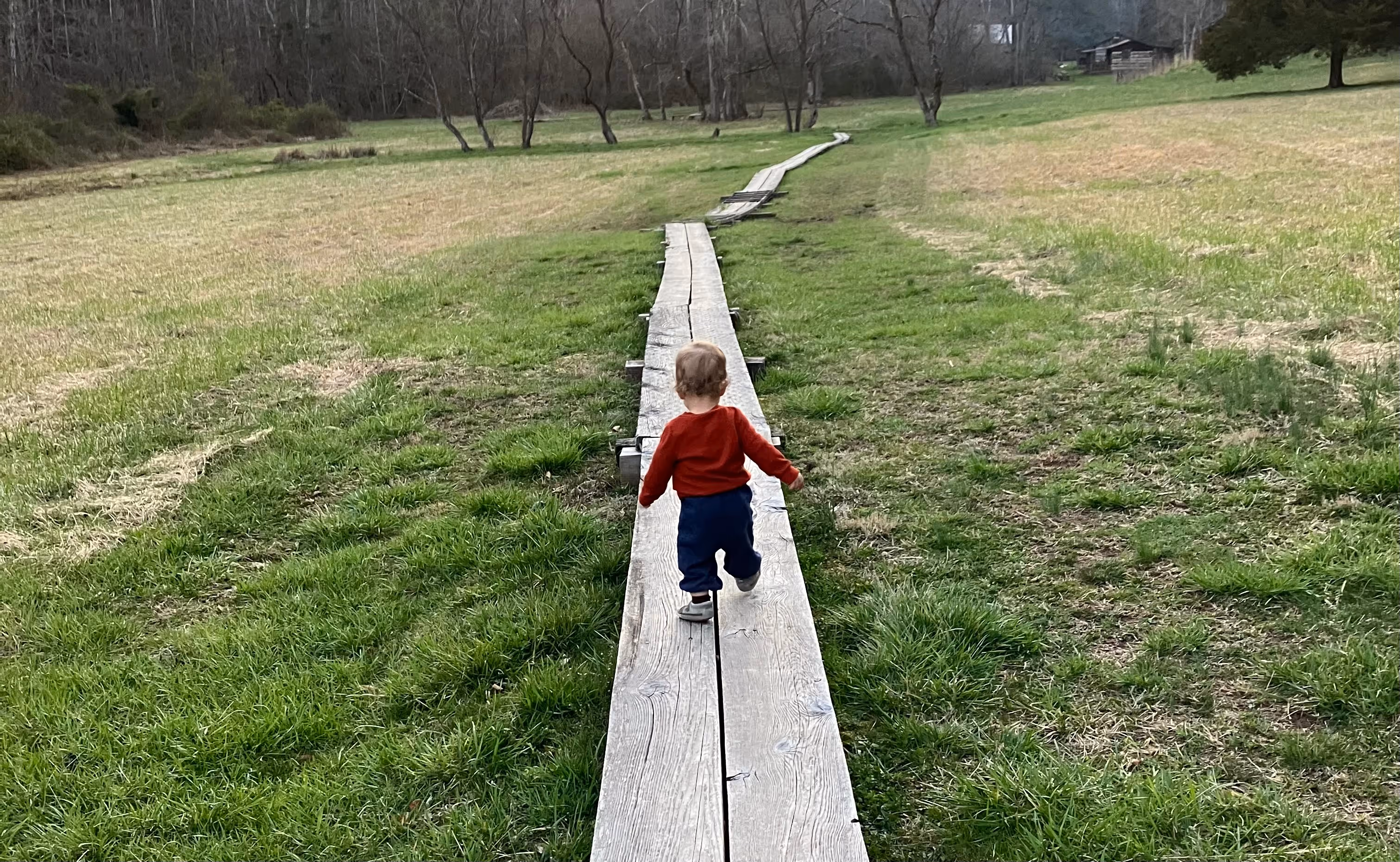 Arlo walking on a wooden foot path